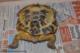 Poppy 2 - Poppy was discarded next to a bin in a garden - Rehomed through the Tortoise Protection Group - click to enlarge